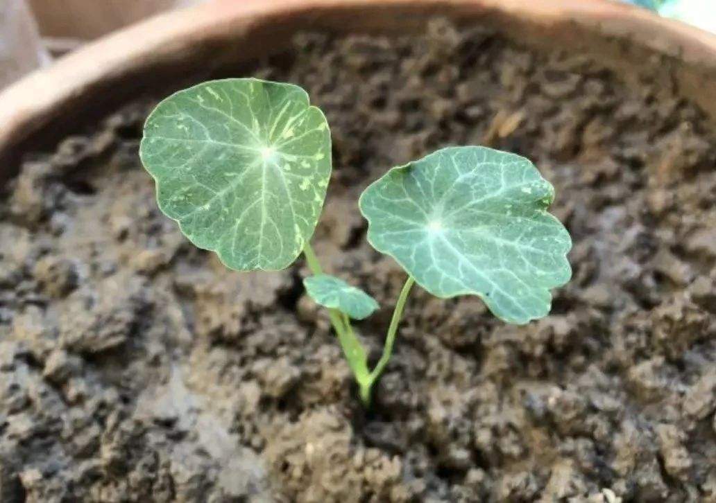 养花不想让土壤板结在土里加什么,em原露养花能解决土壤板结吗