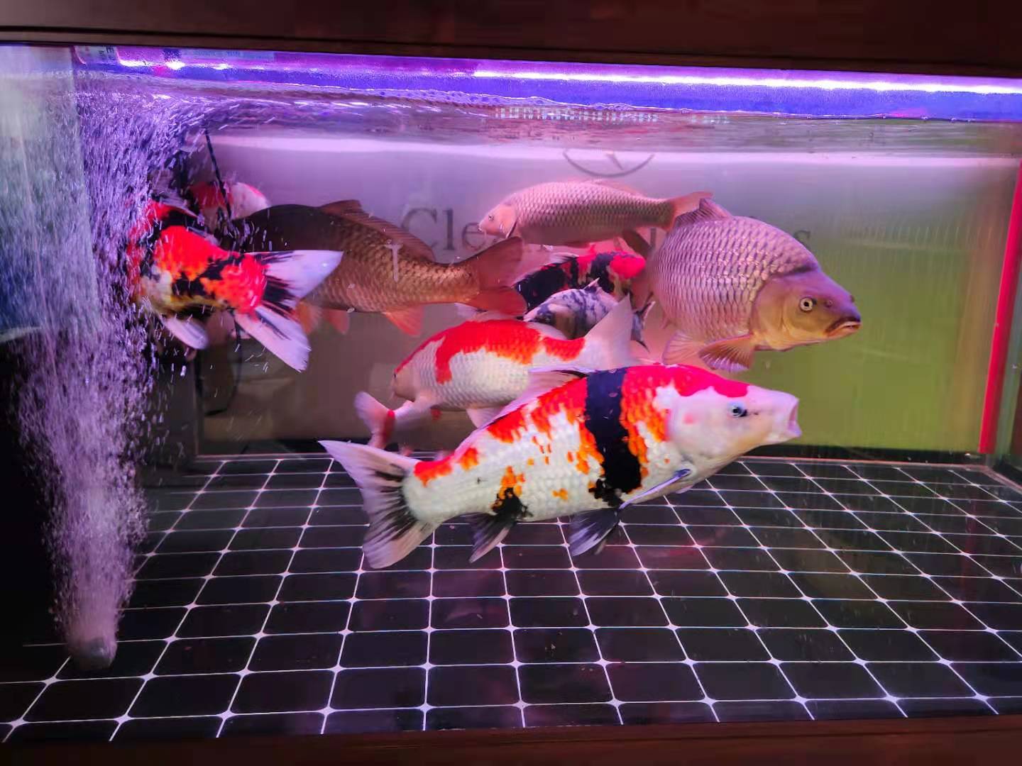 气温变低鱼缸水质浑浊了怎么办,为什么鱼缸水越来越浑