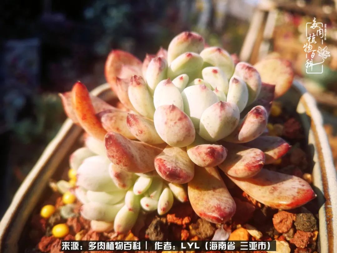 开挂区养多肉,非开挂区怎么把多肉养出状态