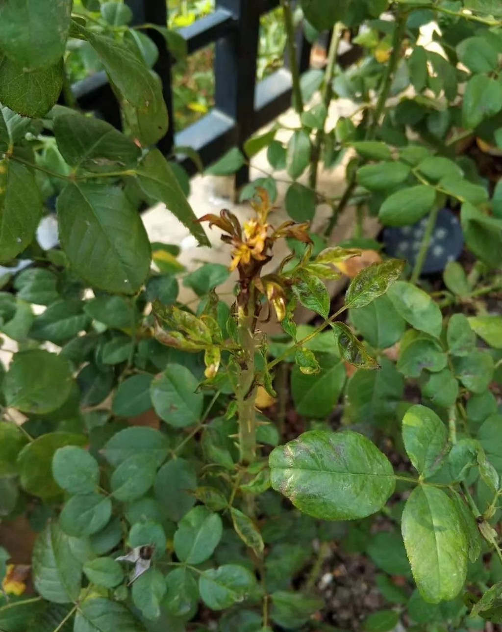 植物卷叶泛黄是什么原因,植物叶子卷曲畸形怎么解决