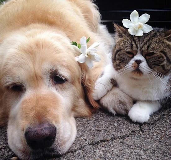 铲屎官吃饭猫也要吃怎么办,铲屎官猫吃了花会中毒