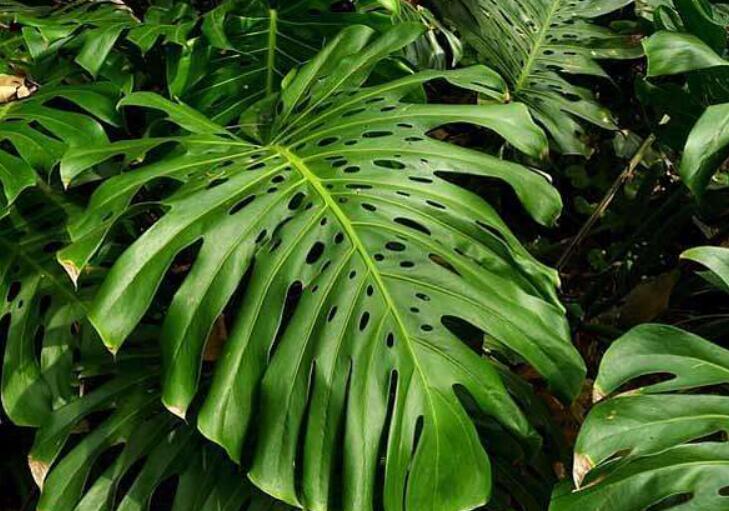 适合家里客厅放的绿植又好养活,适合放在客厅的绿植哪一种最好养