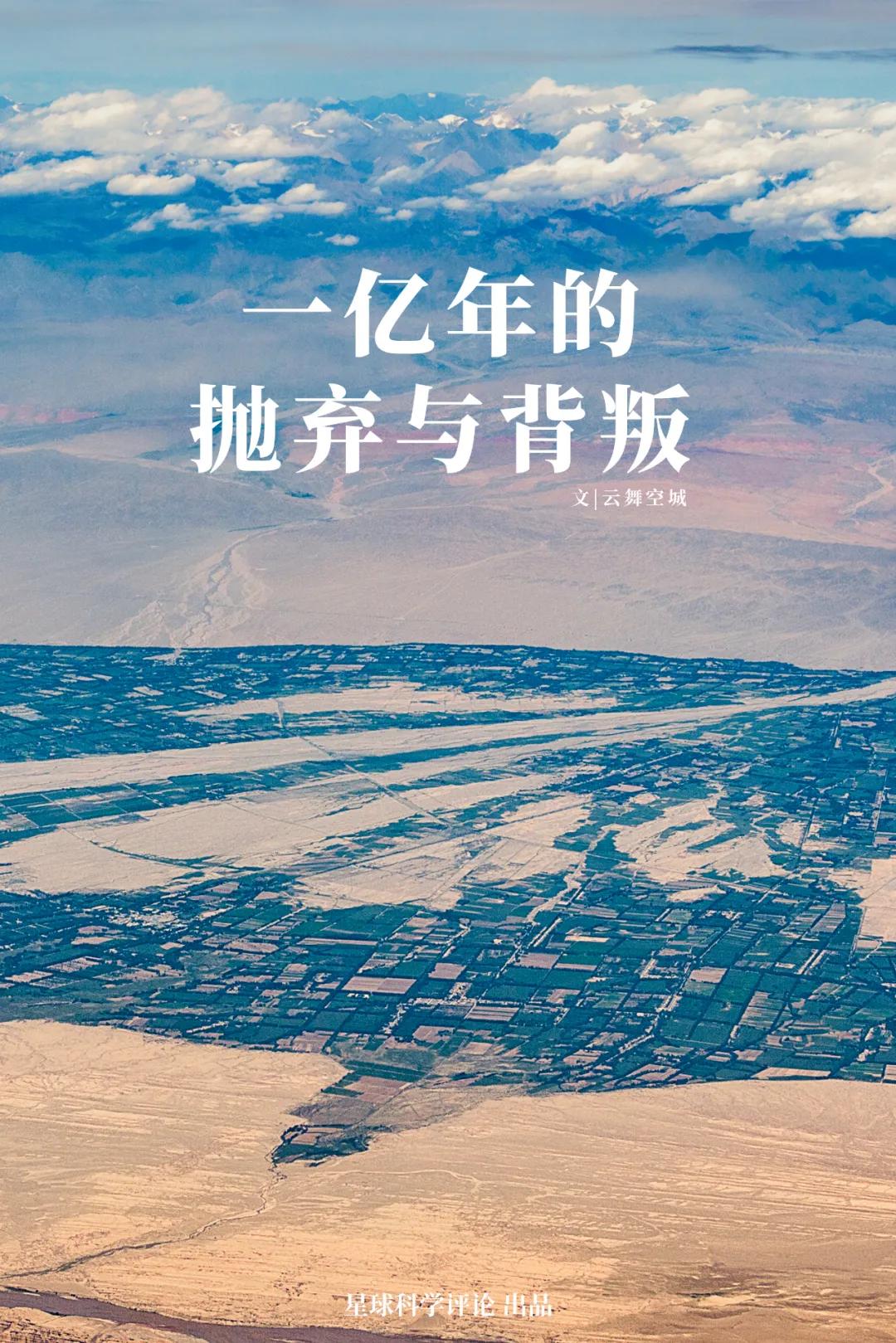 新疆塔里木大沙漠风景,除了沙漠树森林树还有什么