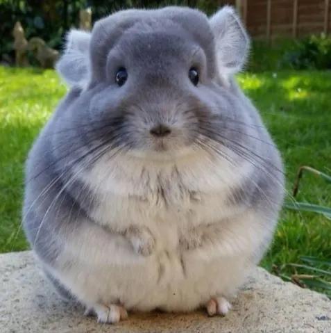 收容所动物安乐死,动物安乐死啥原理