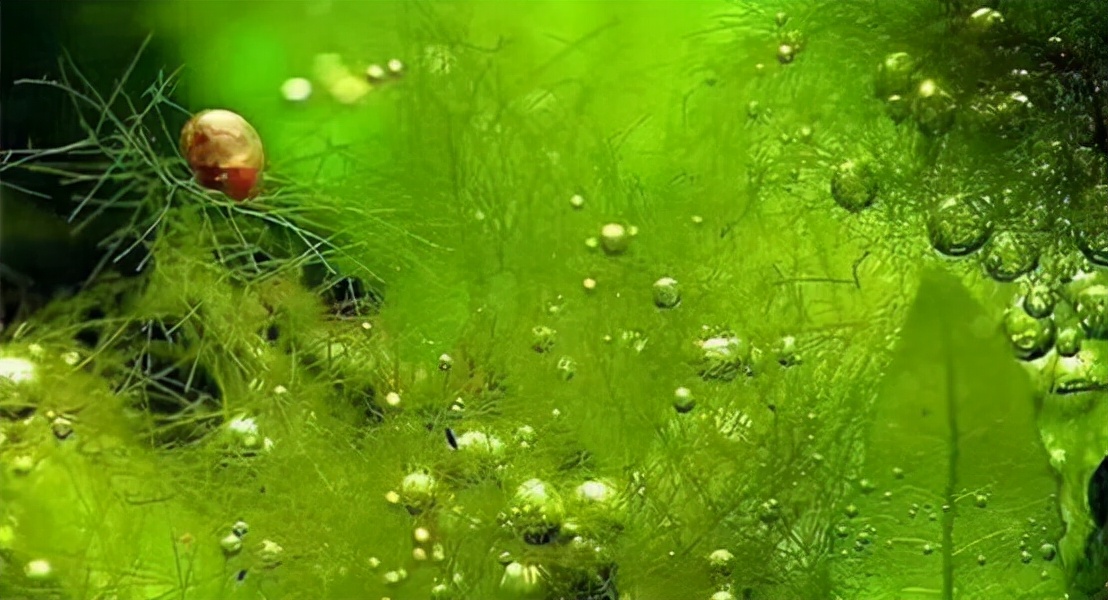 地球上出现最早的藻类,藻类是地球上最早的植物吗