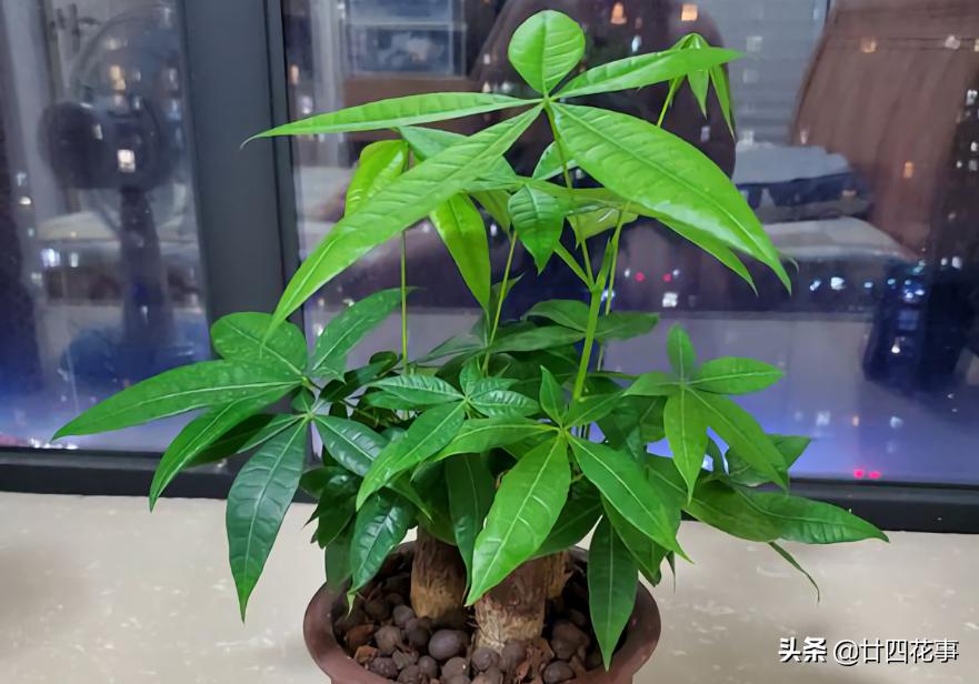 七种花不能养,7种花寓意美好花开不断