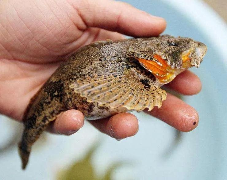 名贵的六种鱼你吃过几种,20种名贵海鱼