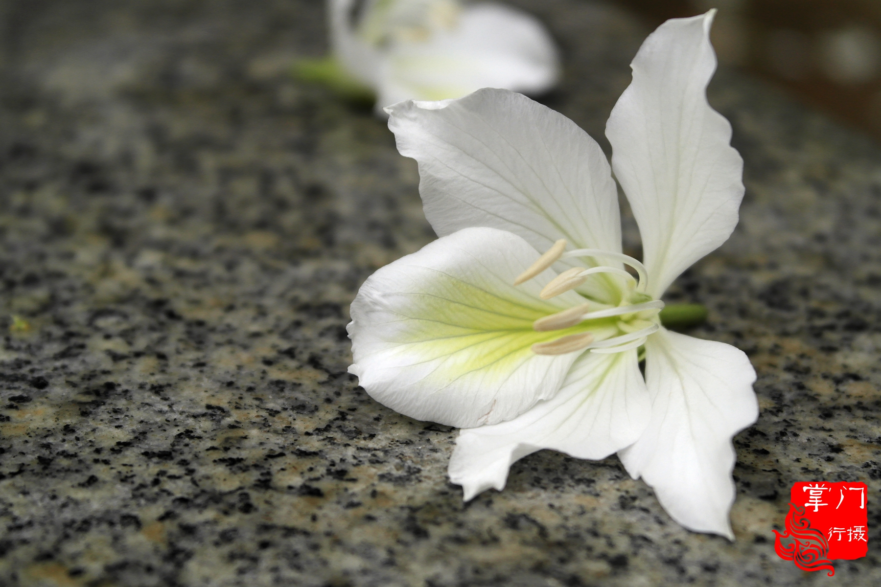 广州白云山游记一次身心愉悦之旅,广州白云山云台旅游