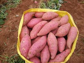 在山区支教，离开时，孩子追上山坡送野果，哭着唱：长亭外，古道边……