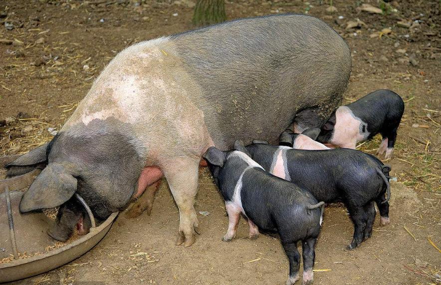 母猪站立不稳身体发抖是什么原因,小猪发抖站不稳是什么原因