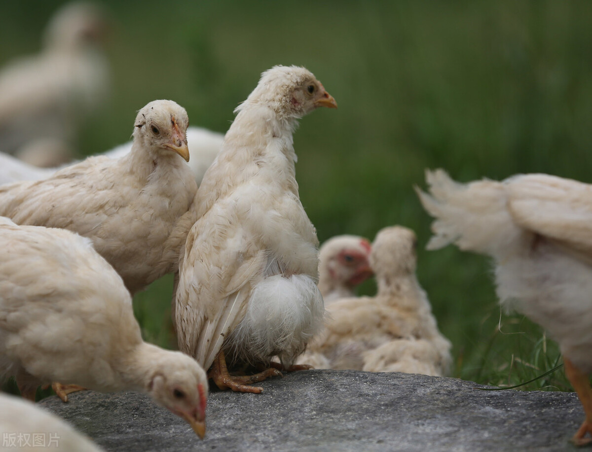 鸡坏死性肠炎防治措施是什么？