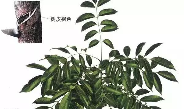 大漆加桐油怎么做面漆干的快又亮,桐油和水性清漆