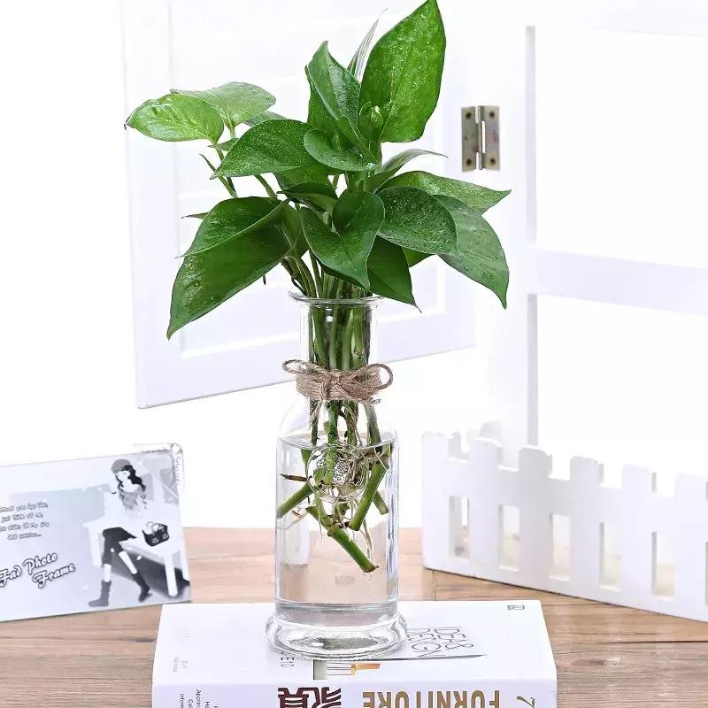 水培绿萝能放桌上吗,桌上水培花草