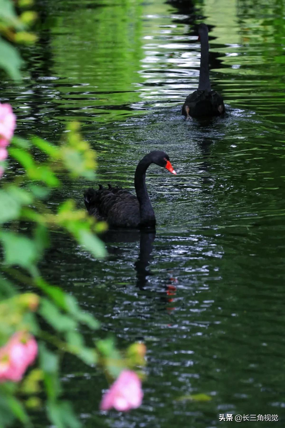 “断崖式”寒潮过后，湖州：晚秋芙蓉始盛开
