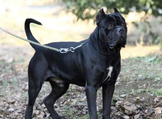 霸气勇猛的卡斯罗护卫犬,卡斯罗护卫犬保镖