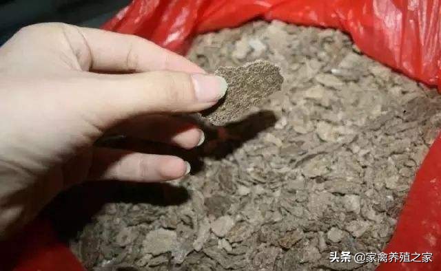 散养土鸡一只一天喂多少玉米,养好土鸡