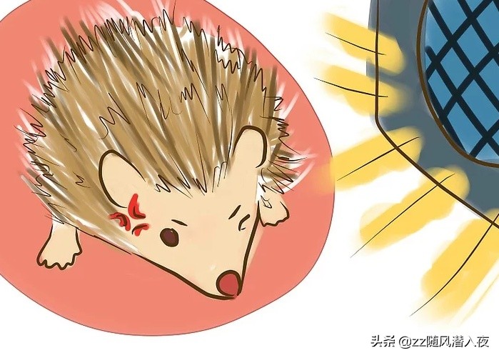 如何饲养一只刺猬