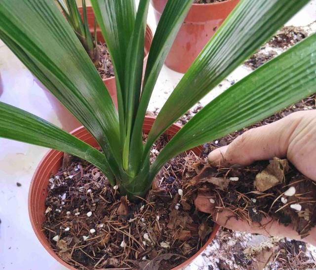 10种“吉利花”，“穷养”才能长大，越挤越壮实，越大越“旺家”