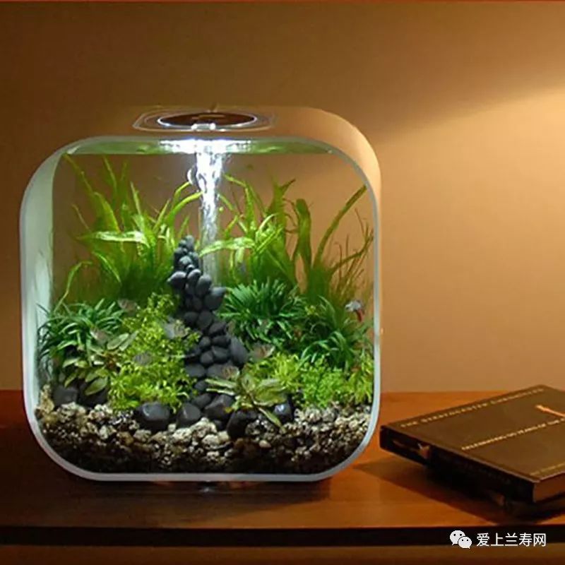鱼缸五十种鱼,家庭鱼缸养什么鱼更容易存活