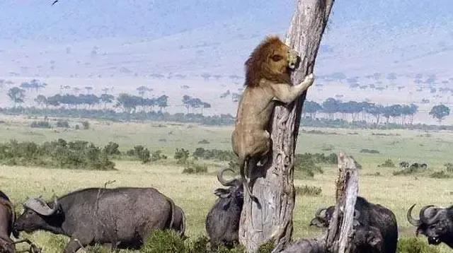 犬科代表非洲野犬，*攻围**狮子，掠夺豹子，暴打鬣狗，成为草原王者