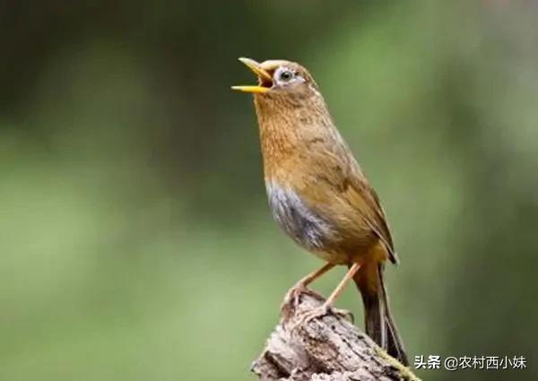 画眉鸟咬尾巴、吃翅膀咋办?干货分享,值得收藏