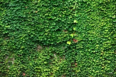 倔强爬山虎,坚强的爬山虎