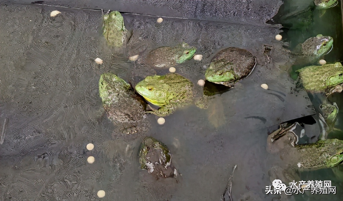 牛蛙产业链,牛蛙产业链发展模式