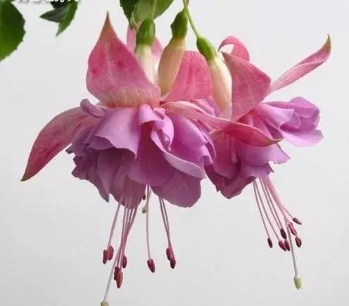 惊艳倒挂金钟,惊艳倒挂金钟图片