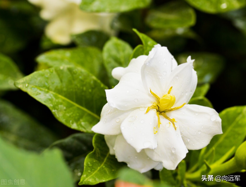 栀子花开花香满屋,六月栀子香