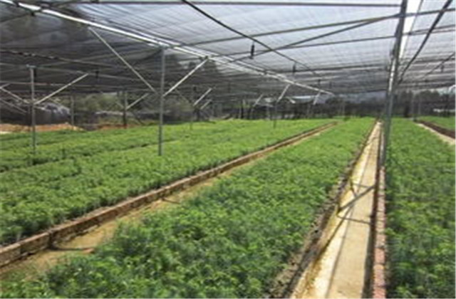 杉木有虫怎么防治,杉木虫害图片