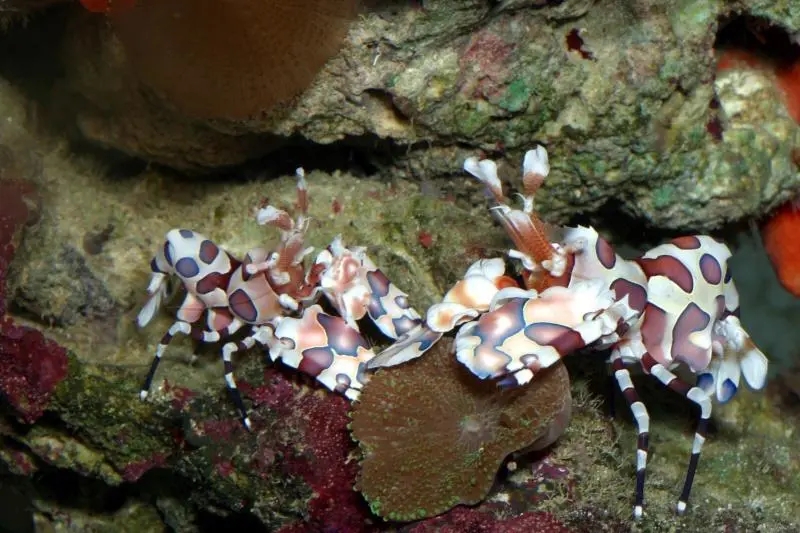 海精灵鱼友快问快答，这些你都知道吗？