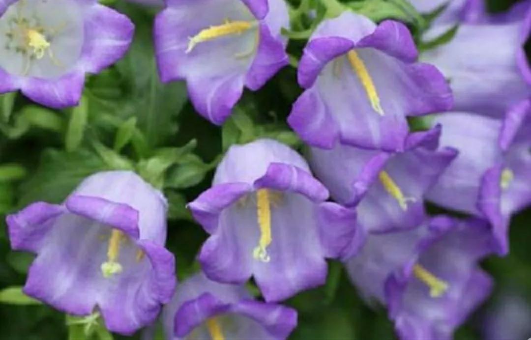 铃儿响叮当双音和弦五线谱,铃儿响叮当三级长笛