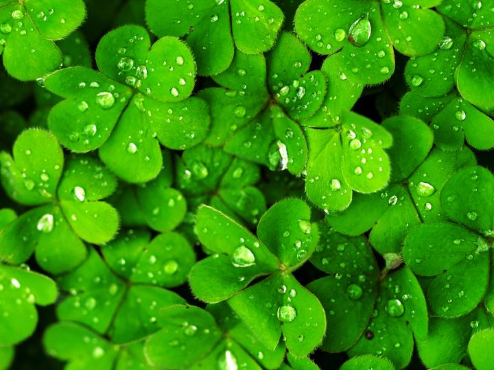 谈谈四叶草与饰品时尚