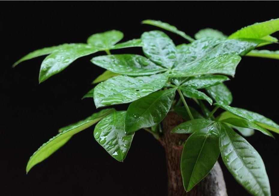 发财树根茎皱巴巴的是怎么回事,发财树根部发皱什么引起的