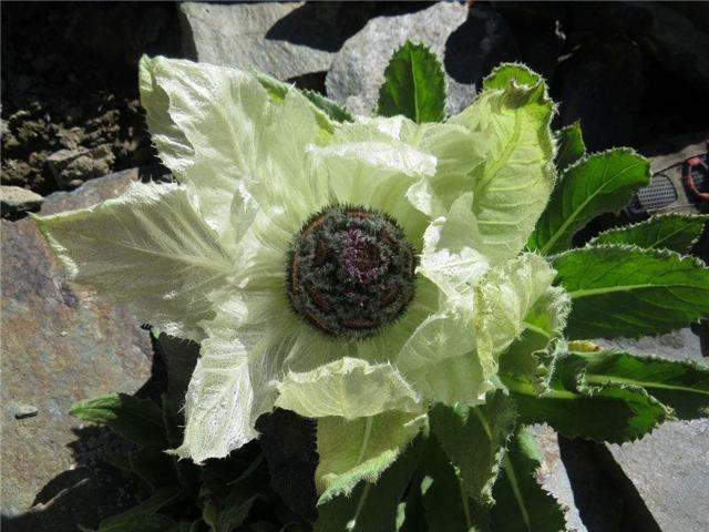 只生长在*疆新**和*藏西**的植物，拍卖价高达几十万，国家已经禁止采挖