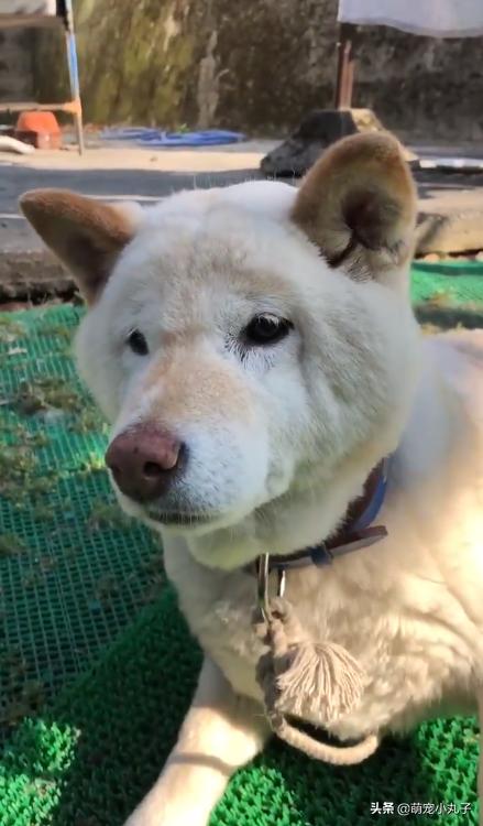 狗狗不小心被蝮蛇咬了，脸肿成包子，网友一看照片全笑歪