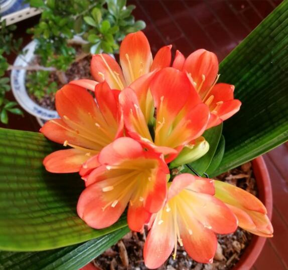 君子兰开了大红花,张大爷养君子兰的方法