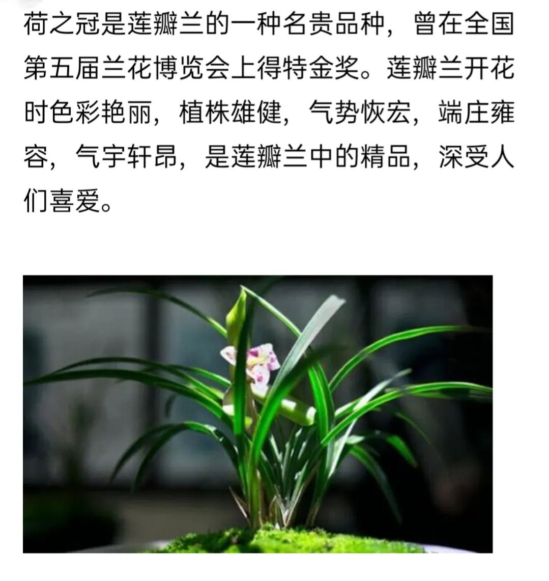 兰花品种大全简介,兰花种类讲解视频
