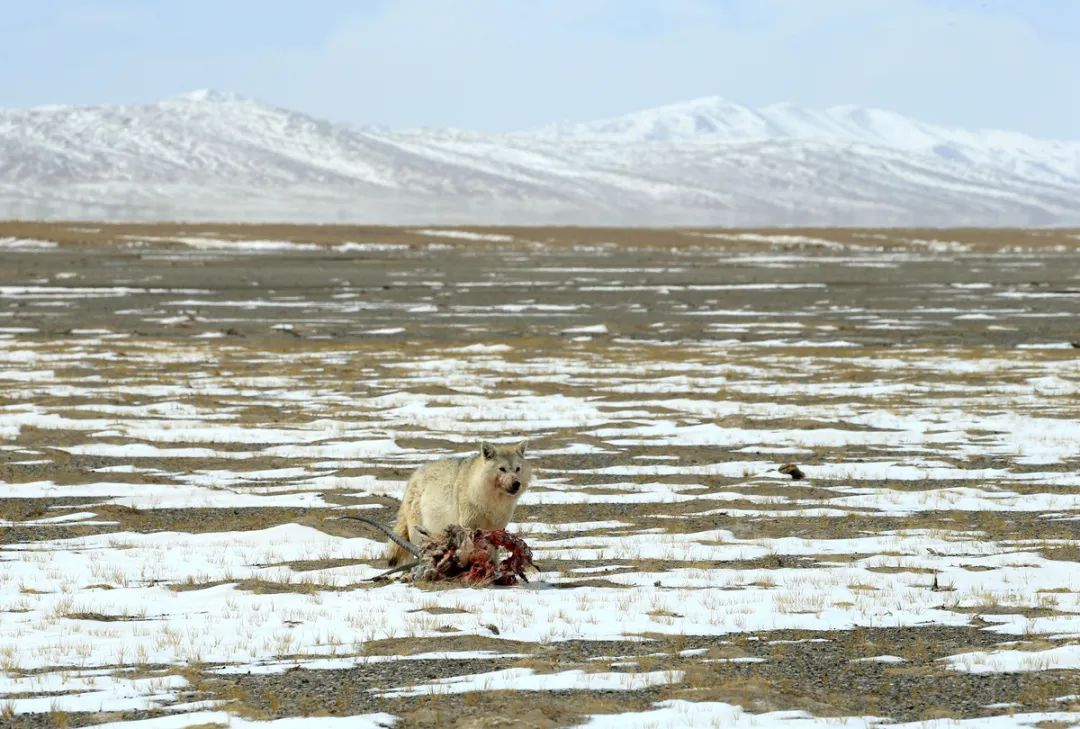 炸裂！全球唯一合法资质进入羌塘，一起去实现人生终极越野梦