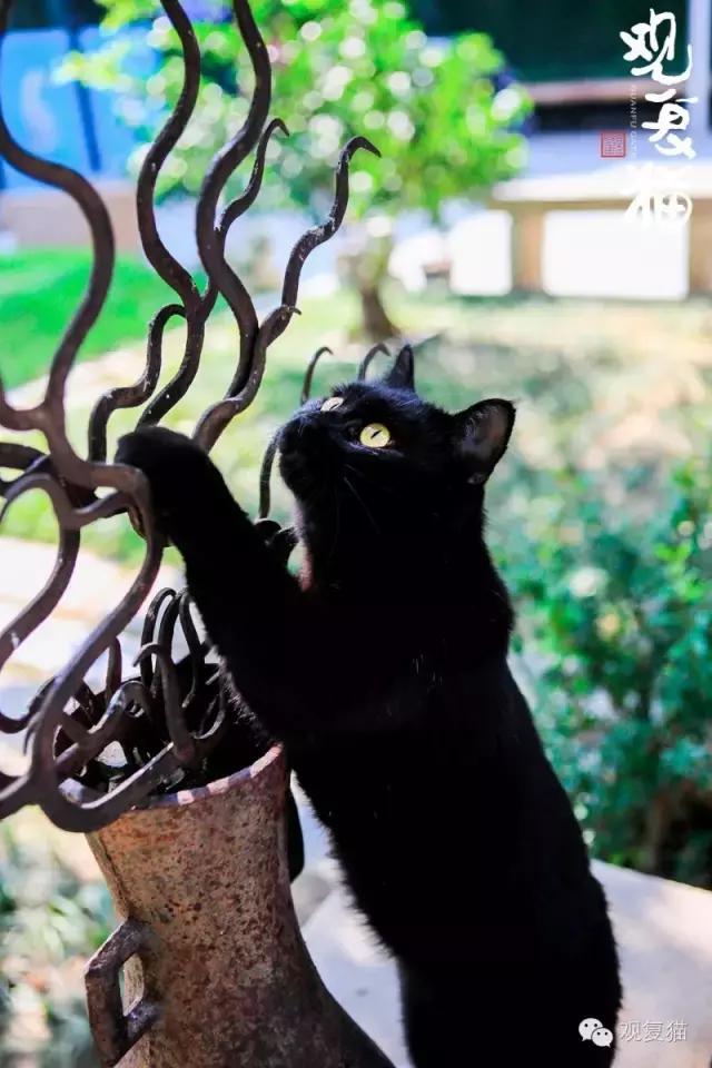 第一只黑猫来历,第一只黑猫是如何诞生的