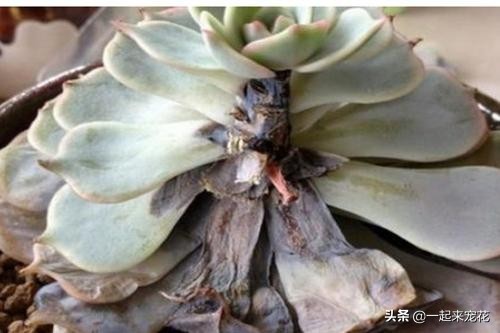 多肉腐黑能变好么,多肉黑应急处理方法