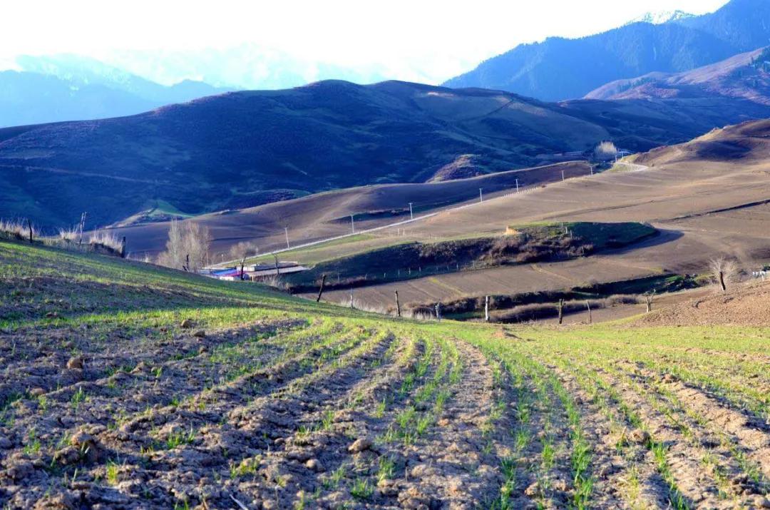 春节吉木萨尔周边游,6月份吉木萨尔周边一日自驾游