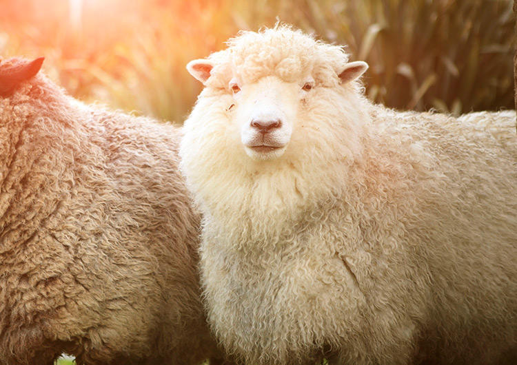 微胖女生雪地靴穿搭雷区,雪地靴避开的雷区