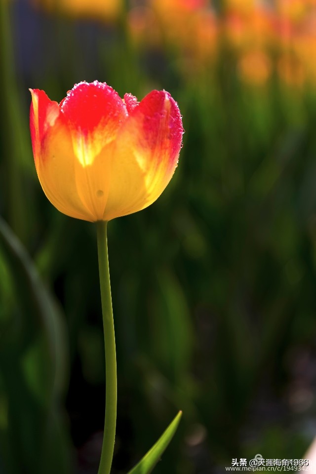 郁金香花语可以送给女朋友吗,郁金香花语的诗句
