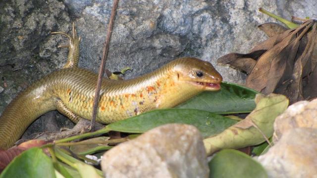 抓捕奇特狡猾的四脚蛇传奇,奇特的四脚蛇视频