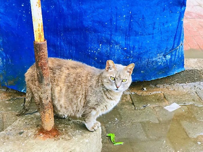 去摩洛哥自由行攻略,摩洛哥游玩自由行攻略