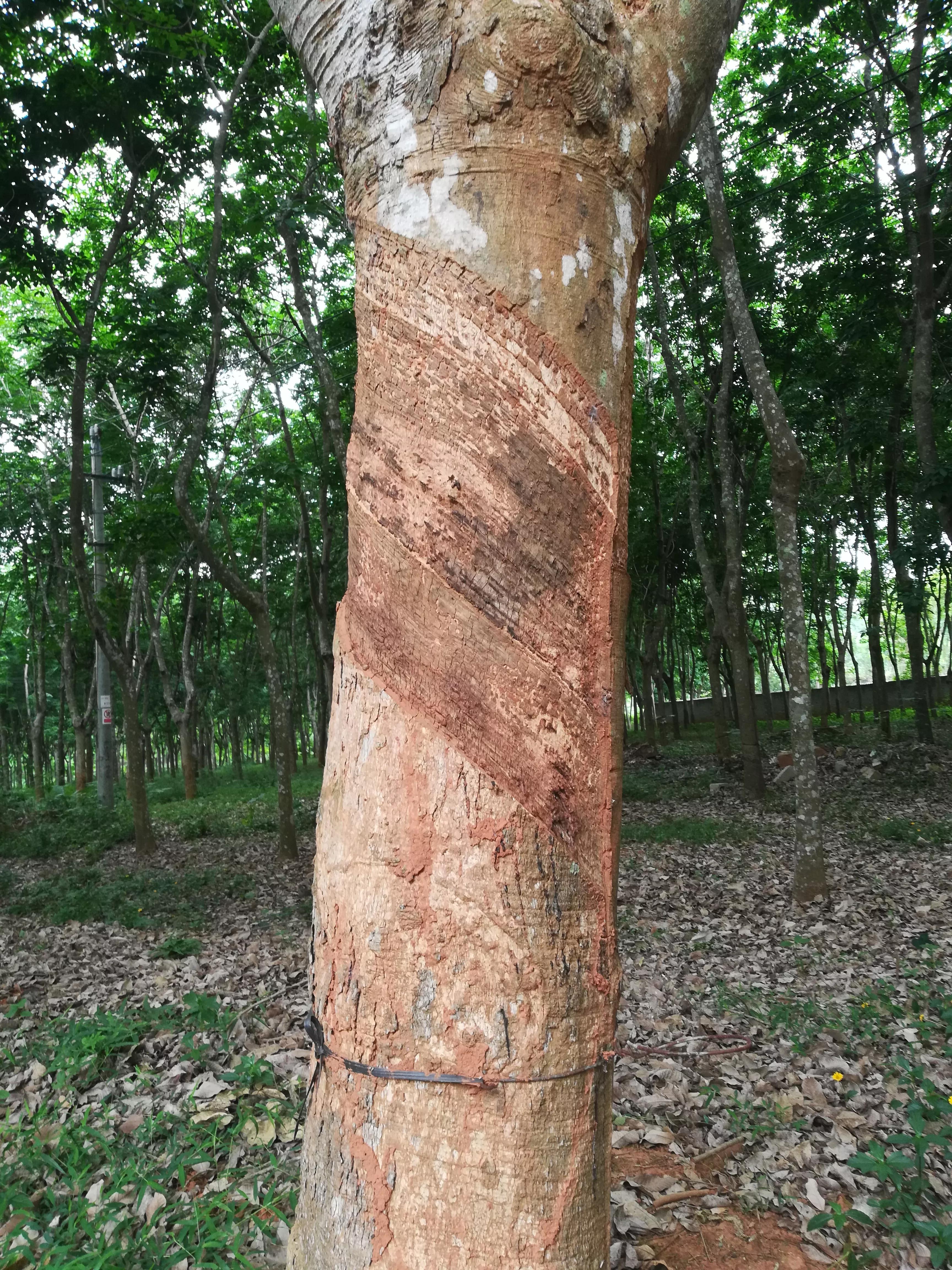 中国海南自由行,海南省自由行