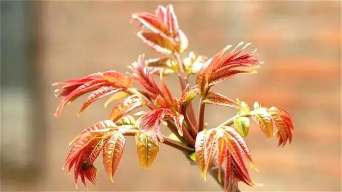 椿芽食谱,野菜椿芽的做法大全