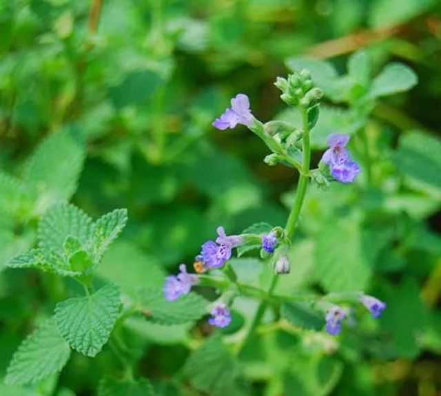 雨水花园植物区,雨水花园水生植物