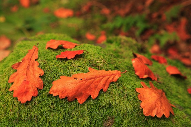 瞬变的方法,瞬变怎么样